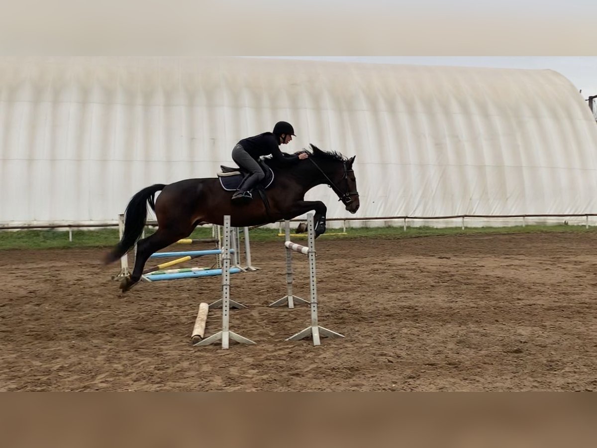 Hungarian Sport Horse Mare 10 years 16,1 hh Bay in Gödöllő Hungarian Sport Horse Mare 10 years 16,1 hh Bay in Gödöllő