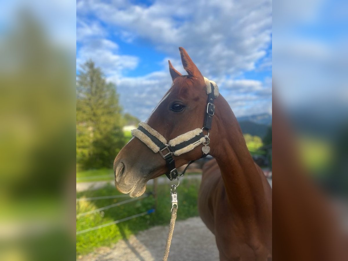 Hungarian Sport Horse Mare 10 years Chestnut-Red in St Wolfgang