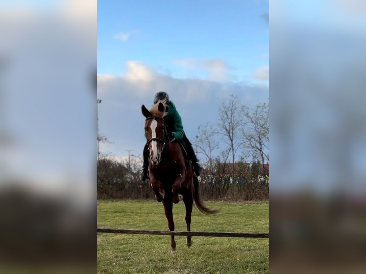 Hungarian Sport Horse Mare 11 years 14,2 hh Chestnut-Red in Langmannersdorf