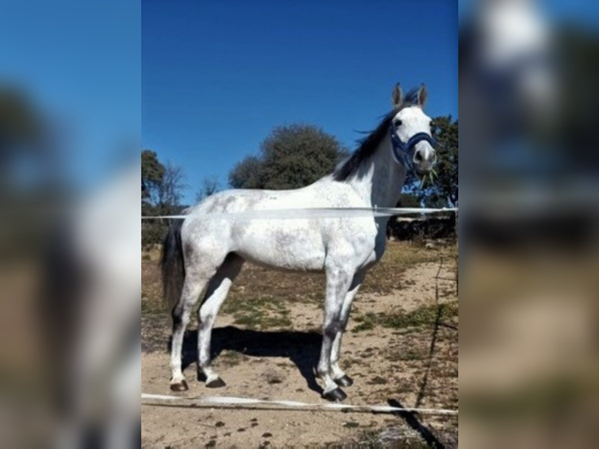 Hungarian Sport Horse Mix Mare 11 years 16 hh Grey in Colmenar Viejo