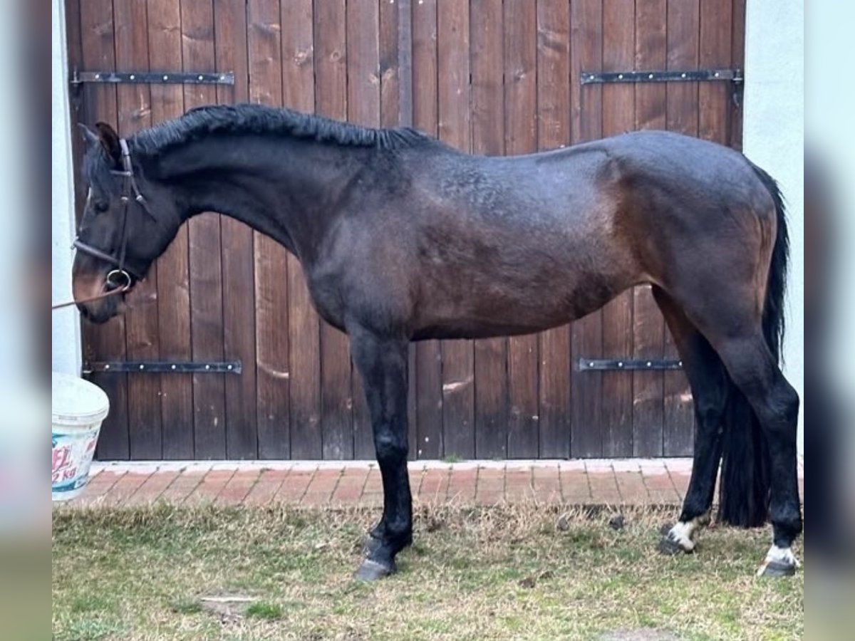 Hungarian Sport Horse Mix Mare 11 years 17,1 hh Bay-Dark in Győr