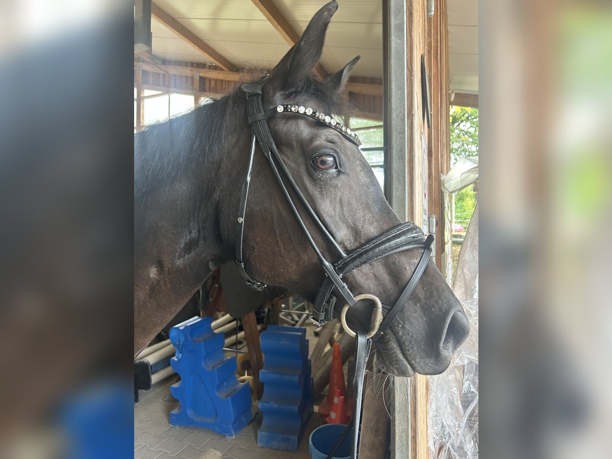 Hungarian Sport Horse Mare 12 years 16 hh Black in Großbottwar Hungarian Sport Horse Mare 12 years 16 hh Black in Großbottwar