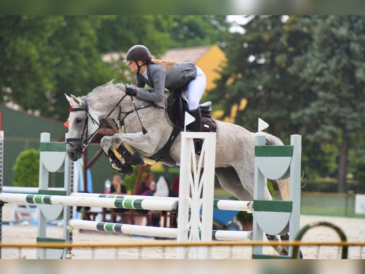 Hungarian Sport Horse Mare 12 years 16 hh Gray in Békéscsaba