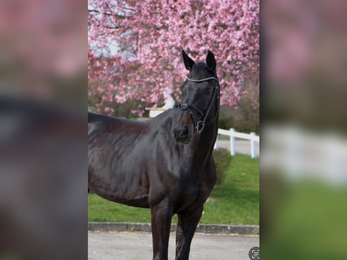 Hungarian Sport Horse Mare 12 years 16,1 hh Black in Großbottwar Hungarian Sport Horse Mare 12 years 16,1 hh Black in Großbottwar