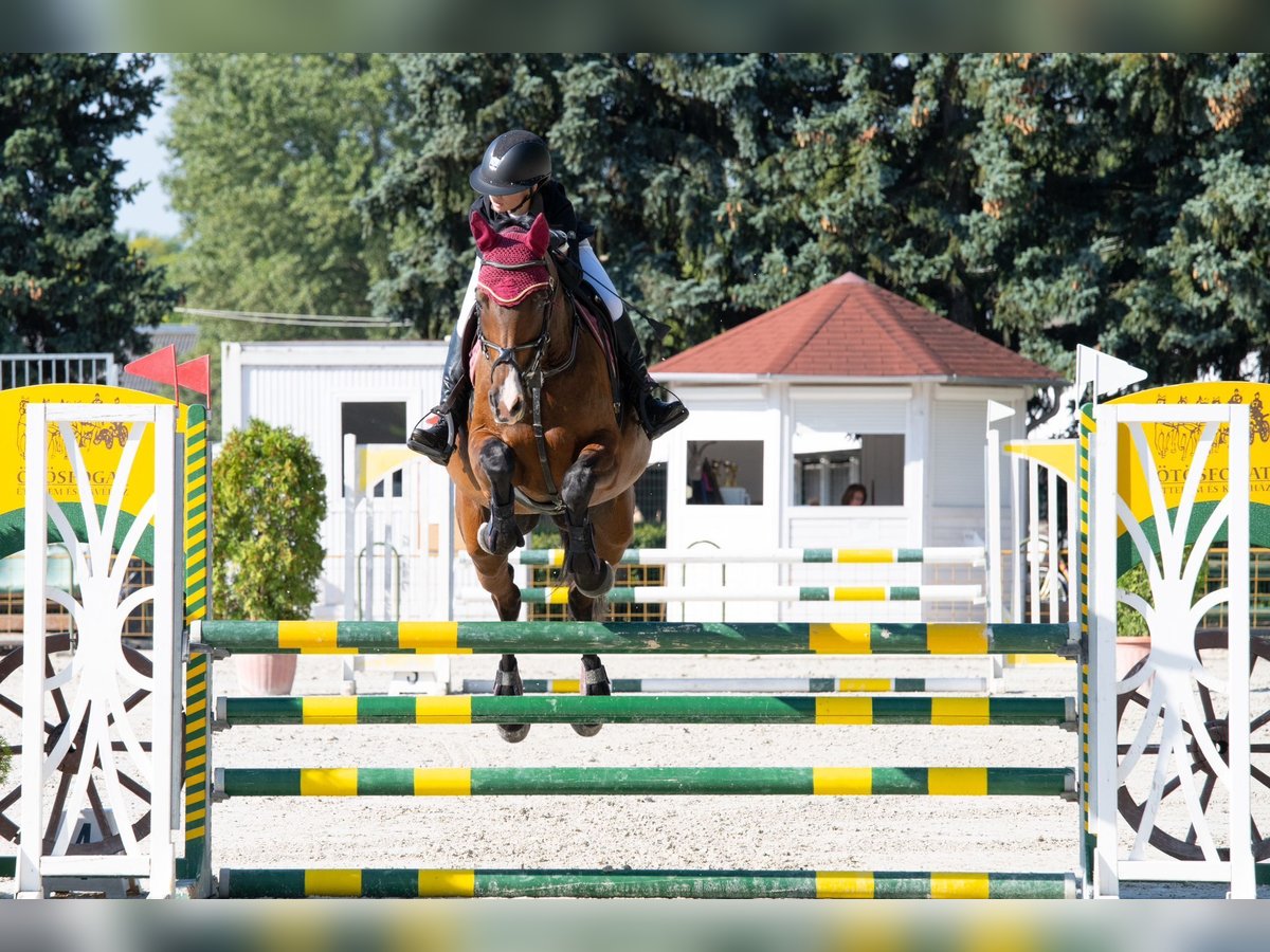 Hungarian Sport Horse Mare 13 years 16,2 hh Brown in Pannonhalma