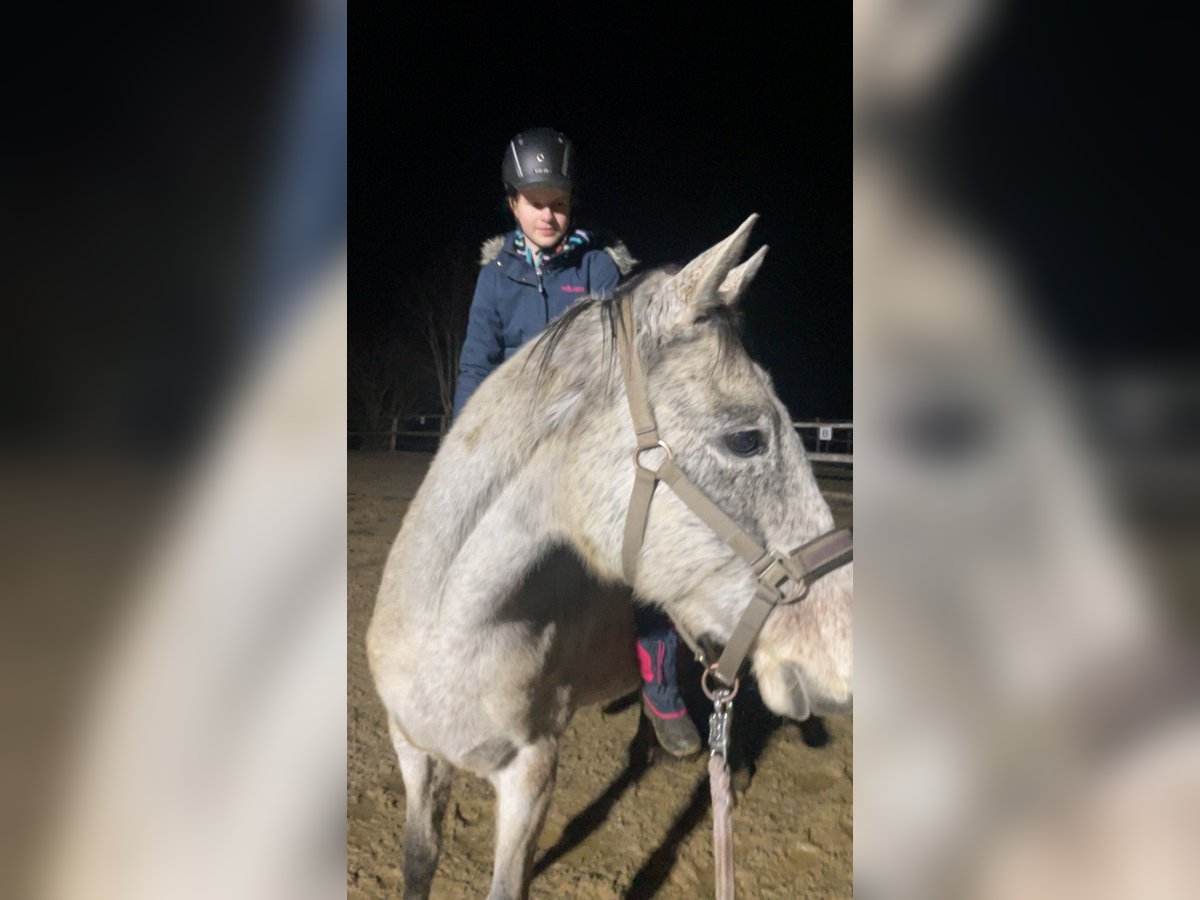 Hungarian Sport Horse Mare 14 years 15,3 hh Gray-Fleabitten in Aying