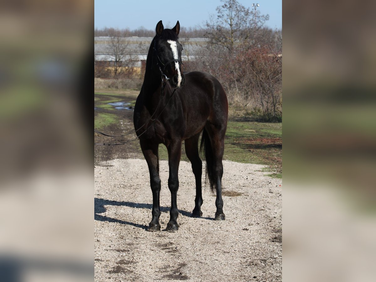 Hungarian Sport Horse Mare 14 years 16 hh Bay-Dark in Gyula