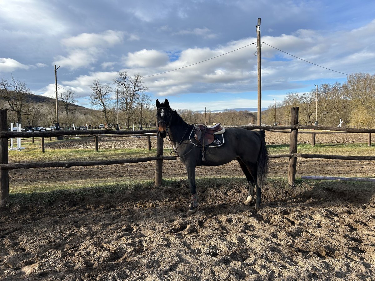Hungarian Sport Horse Mare 17 years 16,1 hh Bay-Dark in G&#xF6;d&#xF6;ll&#x151;