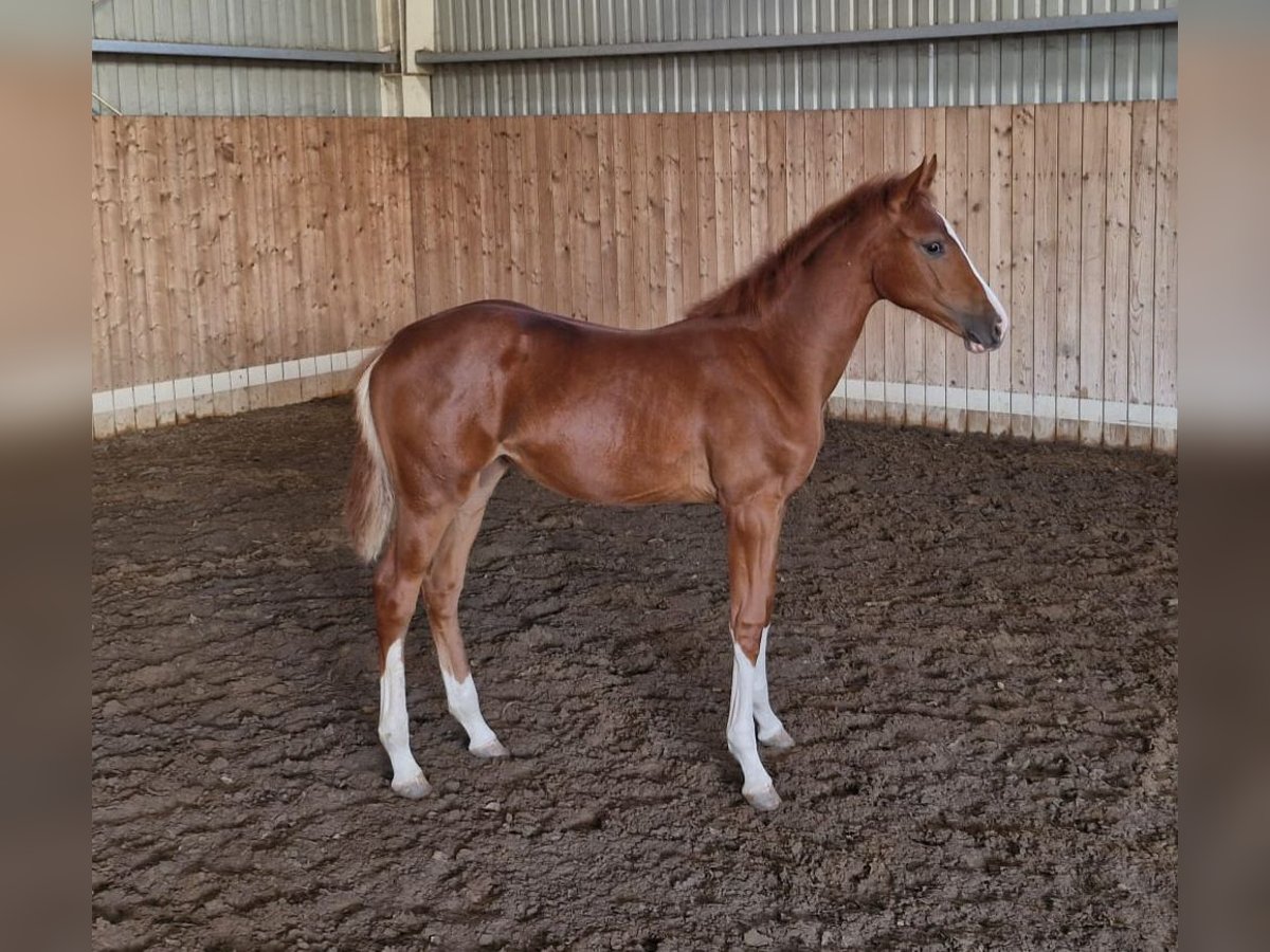 Hungarian Sport Horse Mare 1 year 13,2 hh Chestnut in Hajdúböszörmény