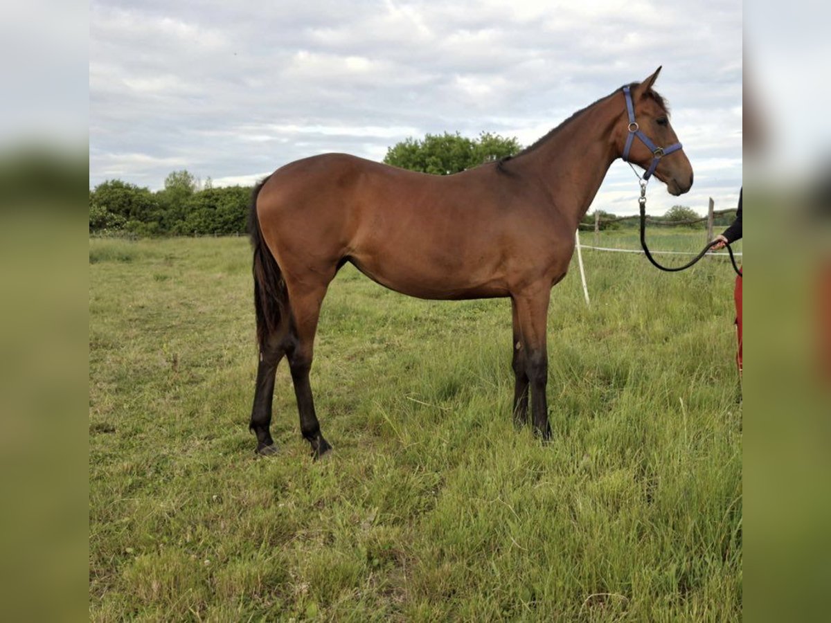 Hungarian Sport Horse Mare 1 year Brown in Nagydobsza