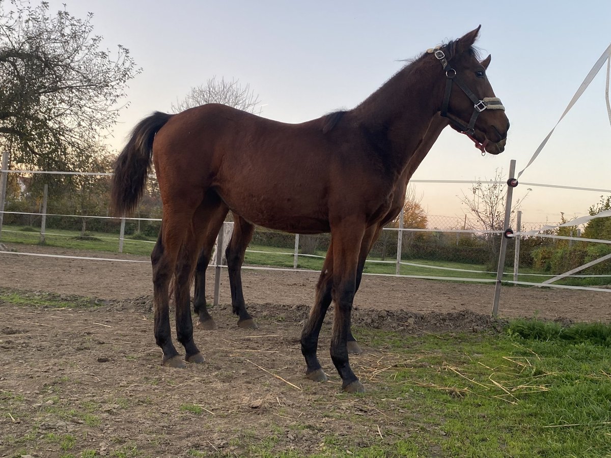 Hungarian Sport Horse Mare 1 year Brown in Nagydobsza