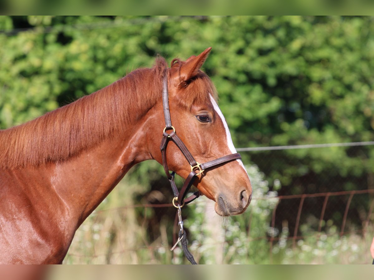 Hungarian Sport Horse Mare 2 years 12,2 hh Chestnut in Abda