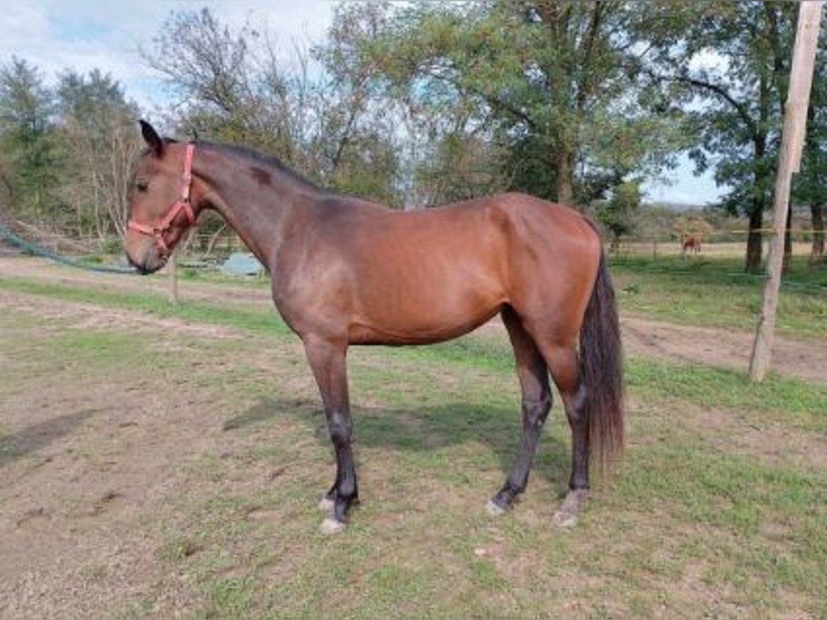 Hungarian Sport Horse Mare 2 years 16 hh Brown in Alibánfa