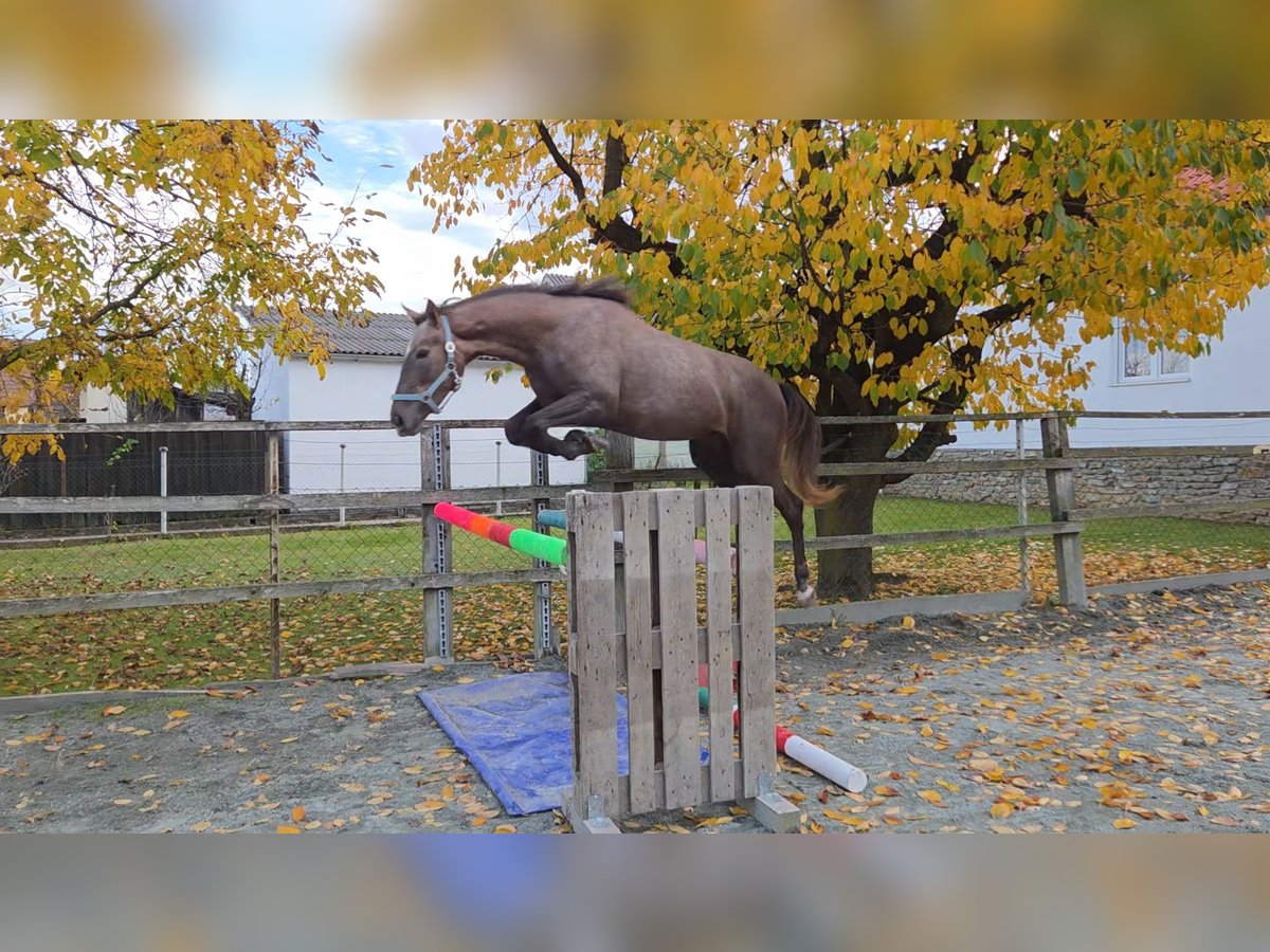 Hungarian Sport Horse Mare 2 years 16 hh Chestnut-Red in Unterwart