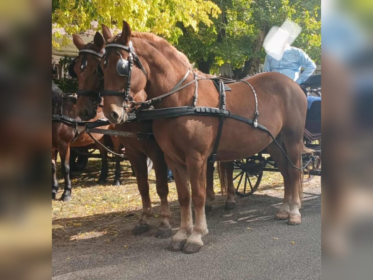 Hungarian Sport Horse Mare 3 years 16 hh Chestnut in Tass