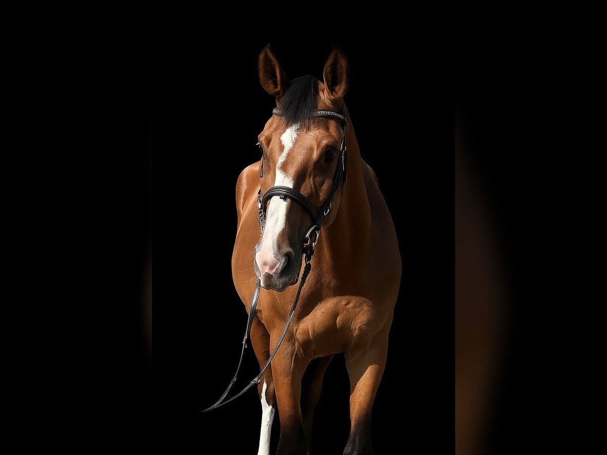 Hungarian Sport Horse Mare 3 years 16,3 hh Bay in Cs&#xE1;talja