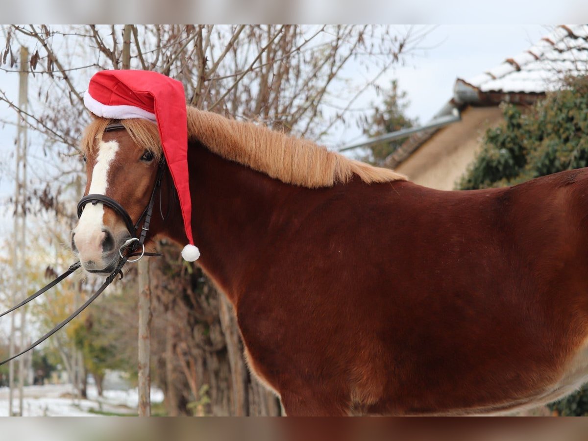 Hungarian Sport Horse Mix Mare 4 years 14,1 hh Chestnut in Matzersdorf