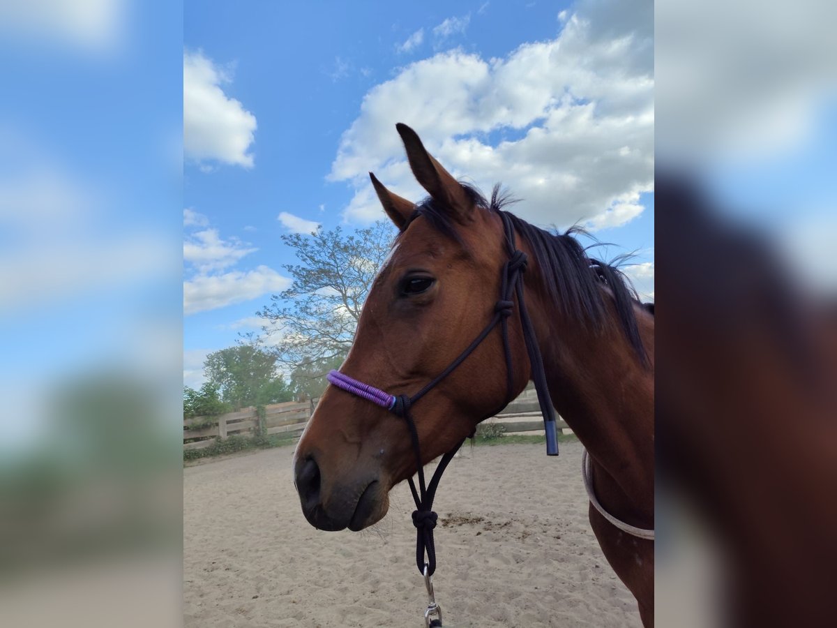 Hungarian Sport Horse Mare 4 years 15,3 hh Bay-Dark in Berlin