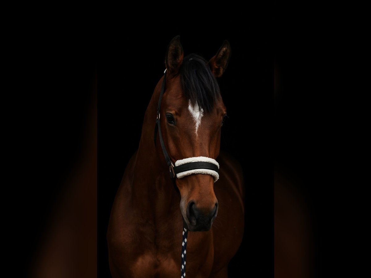 Hungarian Sport Horse Mare 4 years 16,1 hh Bay in Gheorgheni