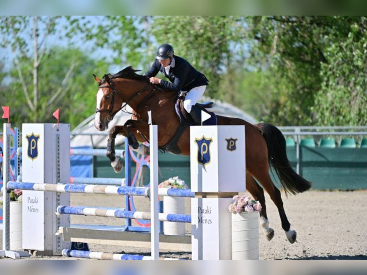 Hungarian Sport Horse Mare 4 years 16,1 hh Brown in Mosonmagyar&#xF3;v&#xE1;r