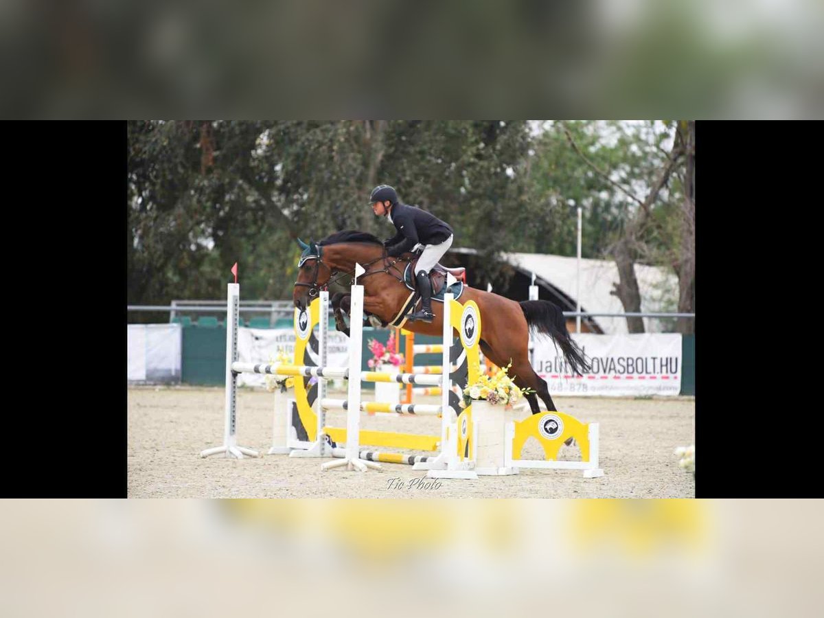 Hungarian Sport Horse Mare 4 years 16,2 hh Bay in B&#xE9;k&#xE9;scsaba