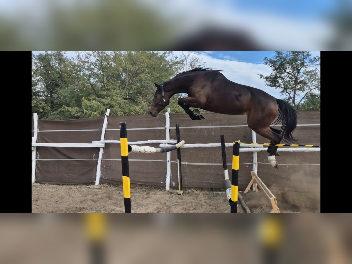 Hungarian Sport Horse Mare 4 years in Szarvas Hungarian Sport Horse Mare 4 years in Szarvas