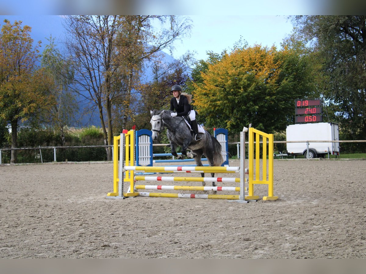 Hungarian Sport Horse Mare 5 years 14,1 hh Grey-Dapple in Stams