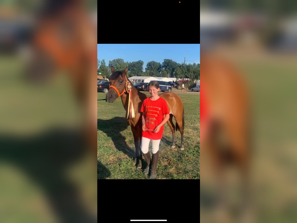 Hungarian Sport Horse Mare 6 years 13,3 hh Brown in Matzersdorf