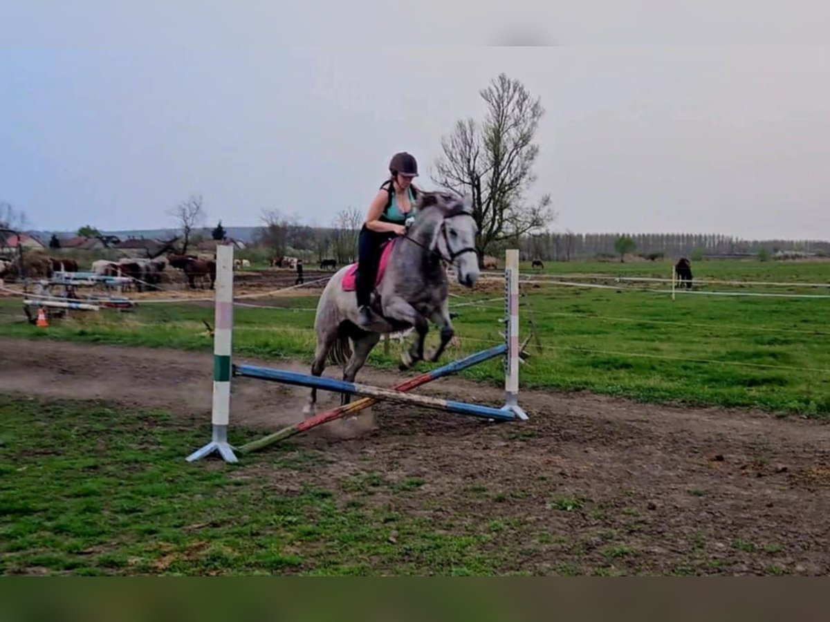 Hungarian Sport Horse Mix Mare 6 years 15,2 hh Gray-Dapple in Aszaló