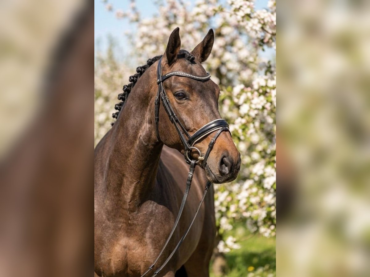 Hungarian Sport Horse Mare 6 years 15,2 hh Bay in Kecskemét