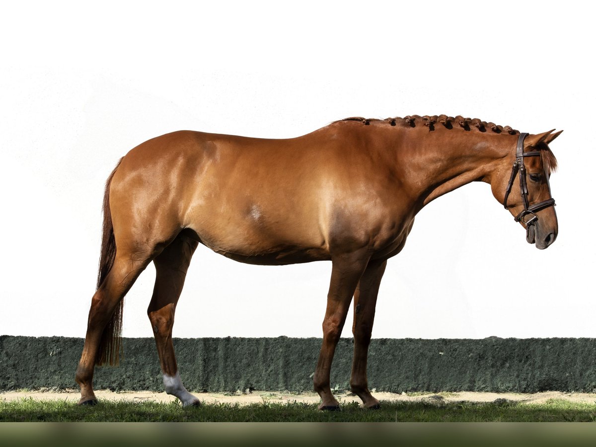 Hungarian Sport Horse Mare 6 years 15,2 hh Chestnut in Kiskunhalas