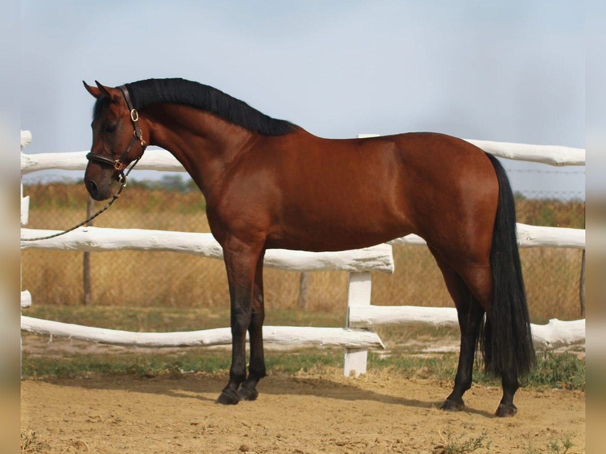 Hungarian Sport Horse Mare 6 years 16 hh Brown in Budapest