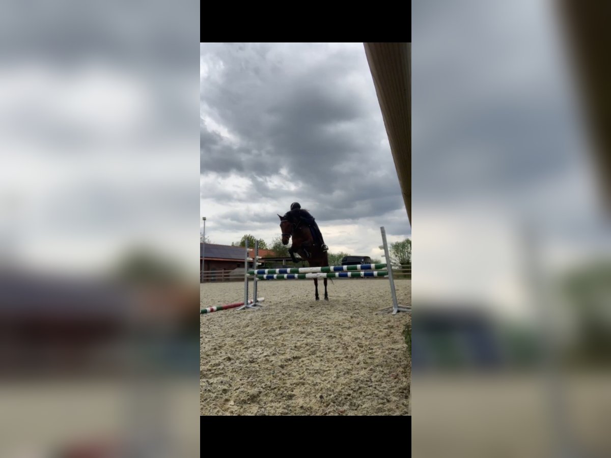 Hungarian Sport Horse Mare 7 years 13,2 hh Bay-Dark in Kortrijk