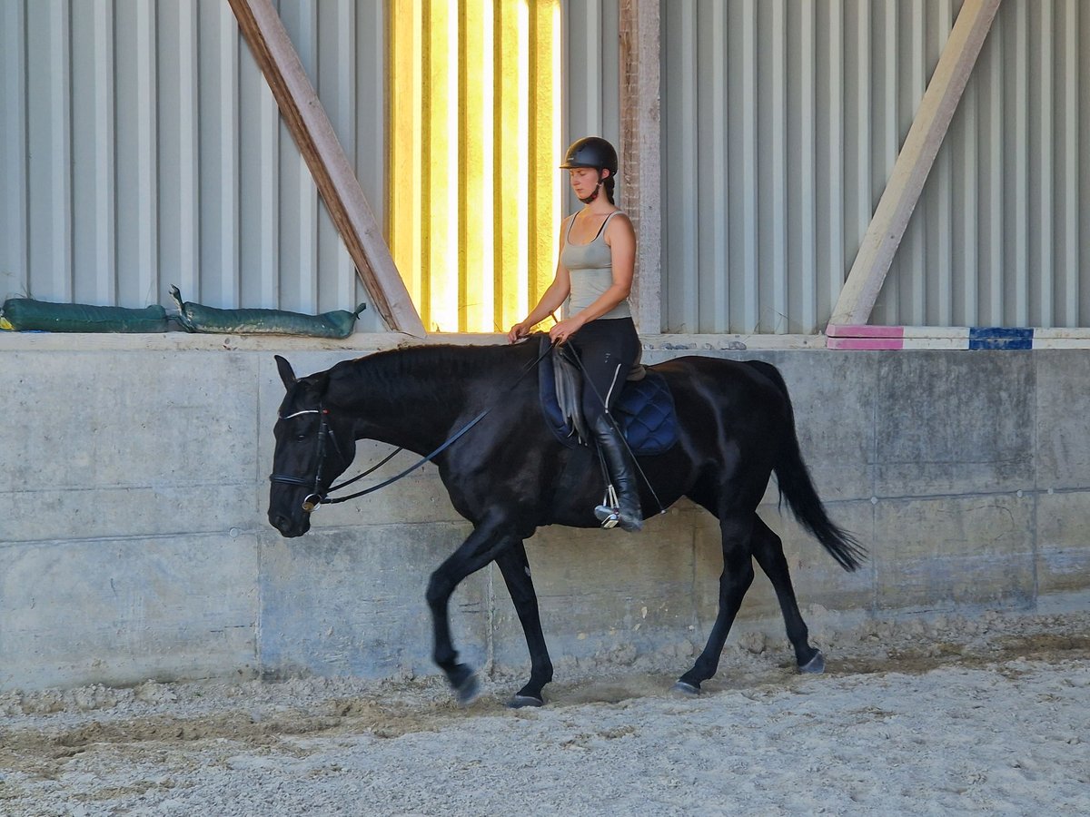 Hungarian Sport Horse Mare 7 years 16,2 hh Black in Wohlenschwil