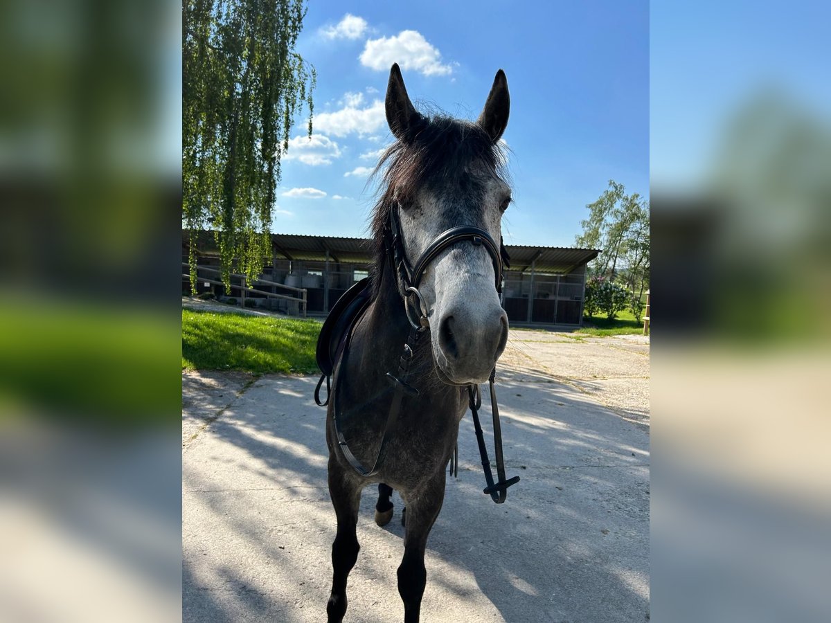 Hungarian Sport Horse Mare 8 years 14,1 hh Gray-Dapple in Winterrieden