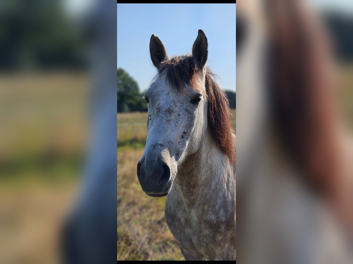 Hungarian Sport Horse Mare 8 years 14,1 hh Gray-Fleabitten in Lage