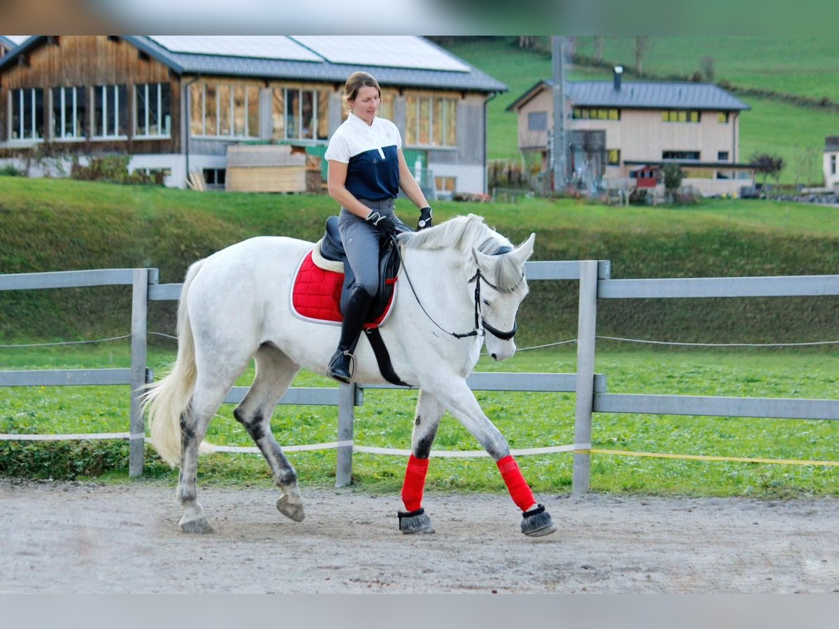 Hungarian Sport Horse Mare 8 years 17,1 hh Grey-Dapple in Au