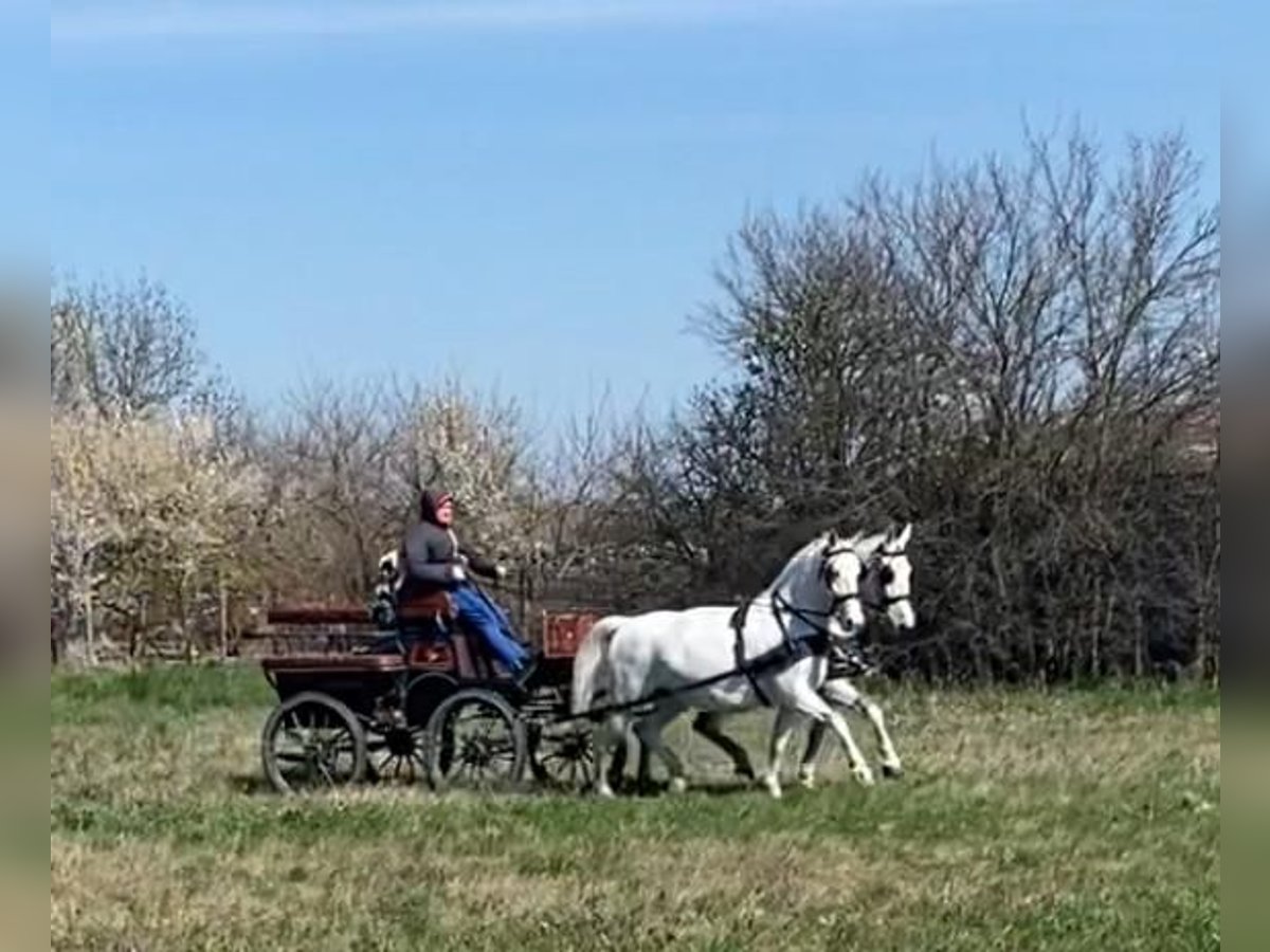 Hungarian Sport Horse Mare 9 years 15,2 hh White in Tass