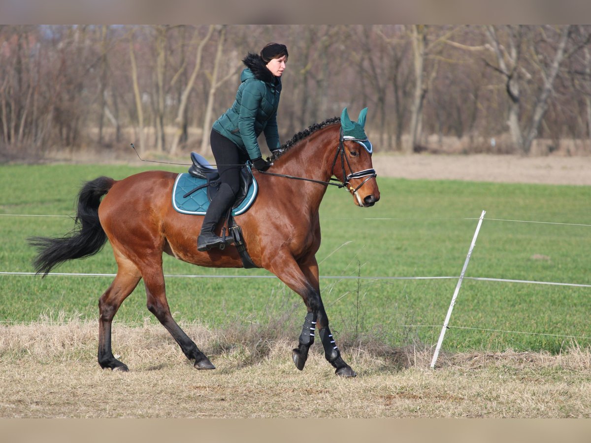 Hungarian Sport Horse Mix Mare 9 years 16,2 hh Bay in Pér