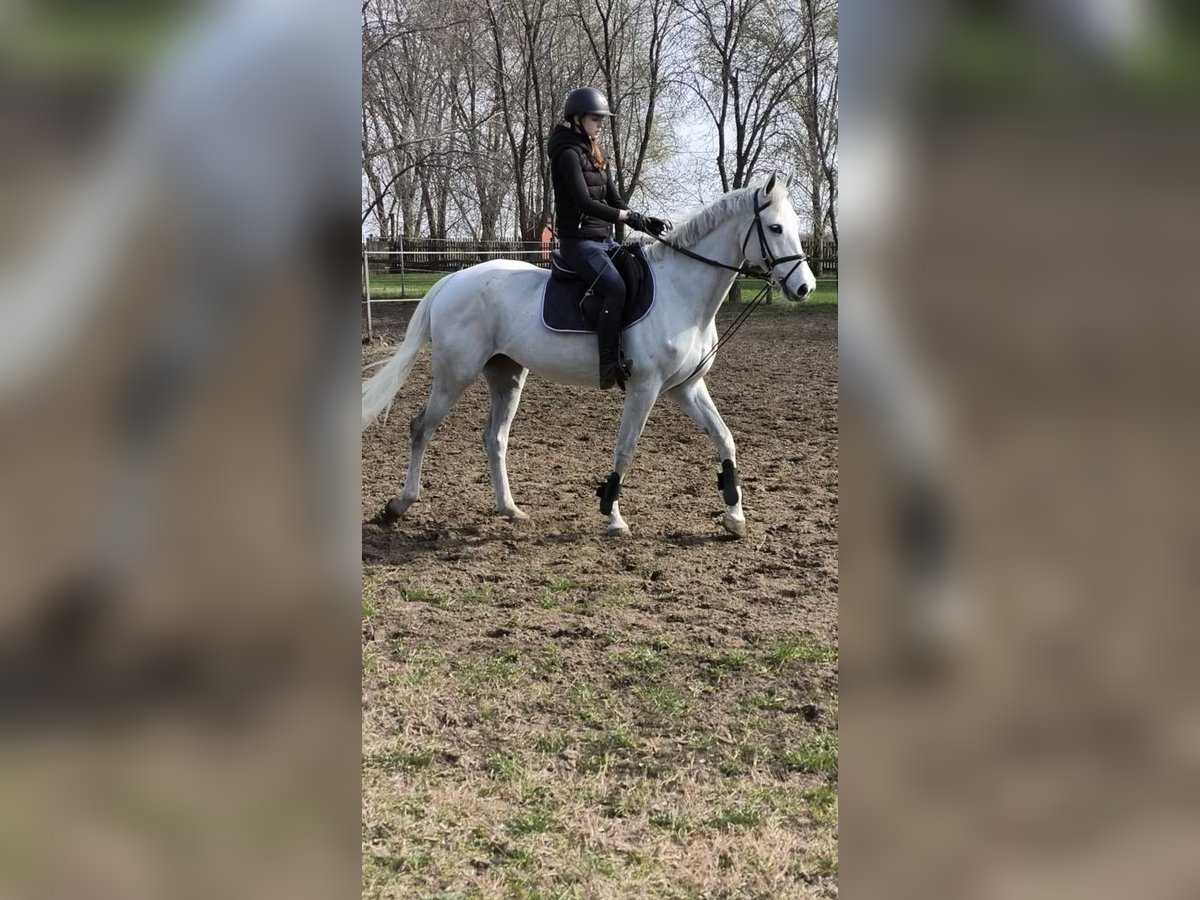 Hungarian Sport Horse Mare 9 years Gray in Lajosmizse