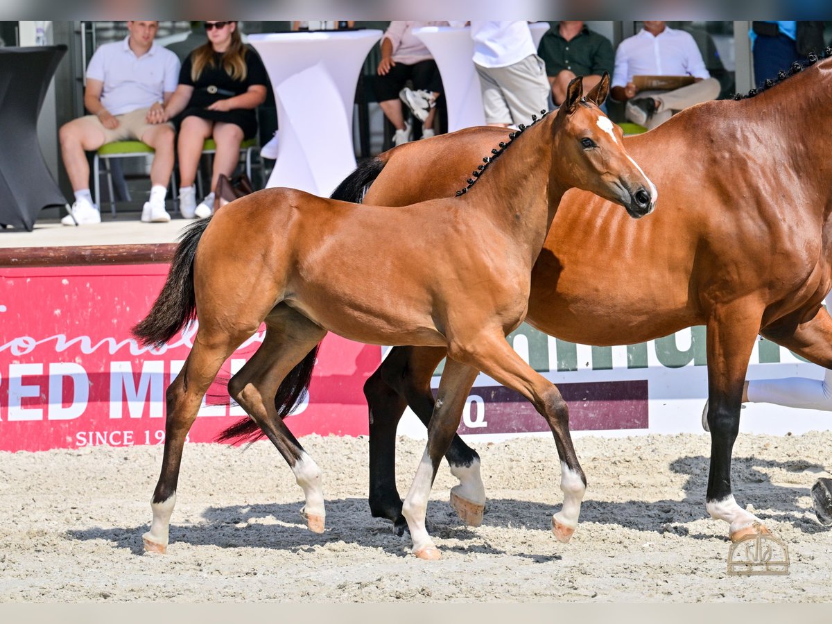 Hungarian Sport Horse Mare Foal (04/2025) Bay in Karcag