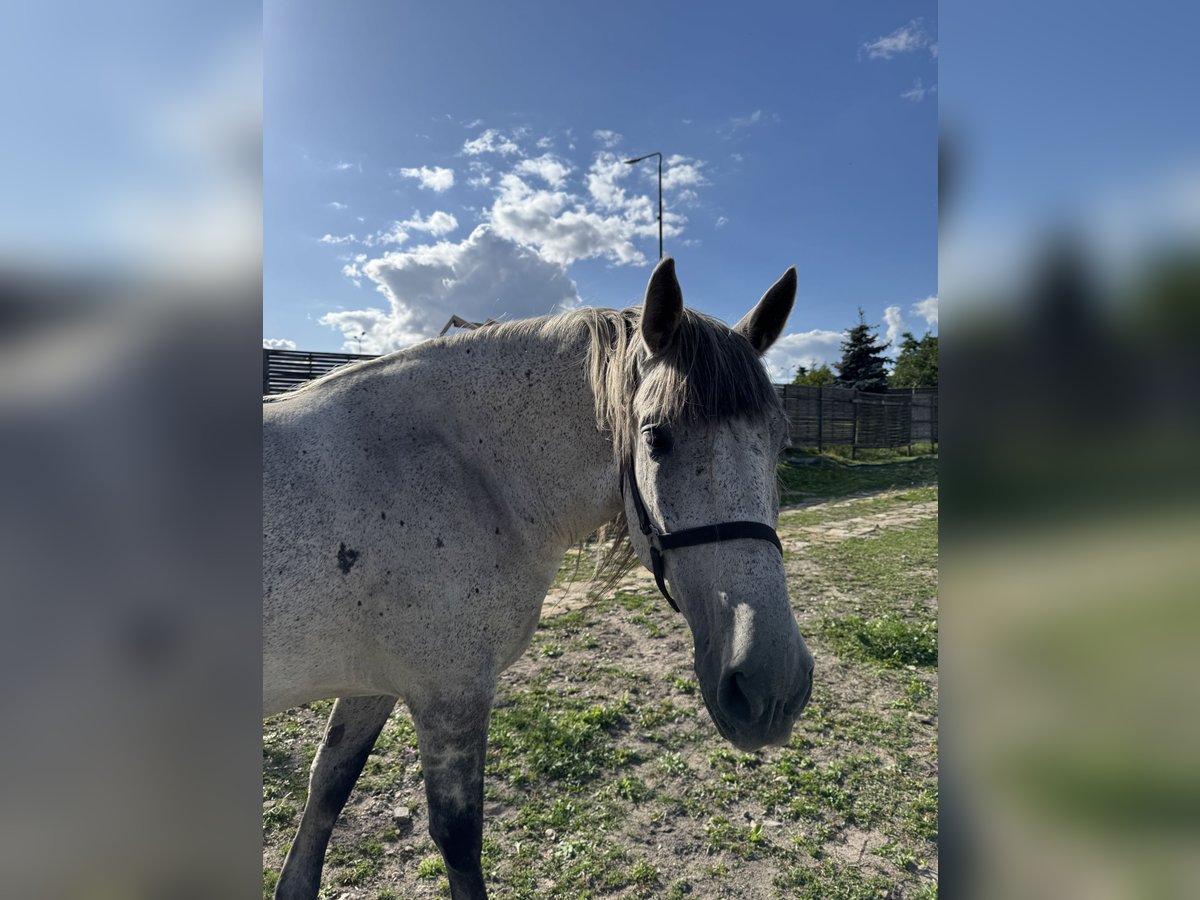Hungarian Sport Horse Stallion 10 years Grey in Promna-Kolonia