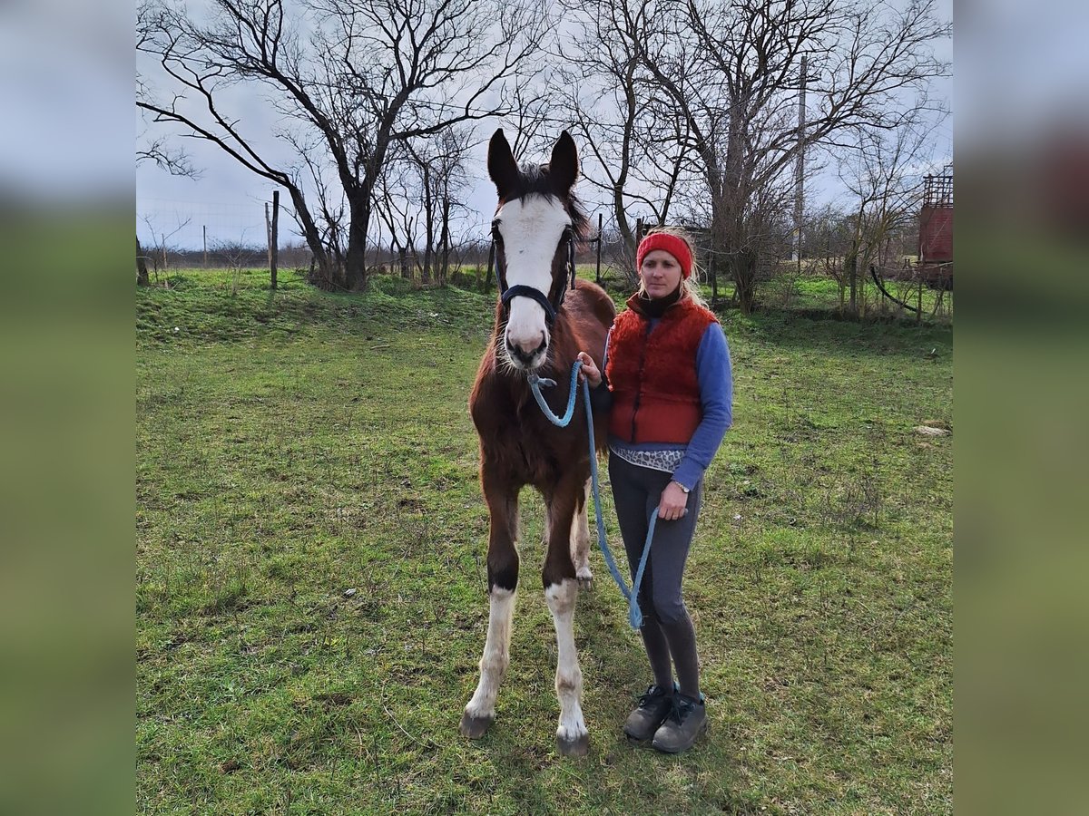 Hungarian Sport Horse Stallion 1 year 14,1 hh Brown in Komárom, Koppánymonostor
