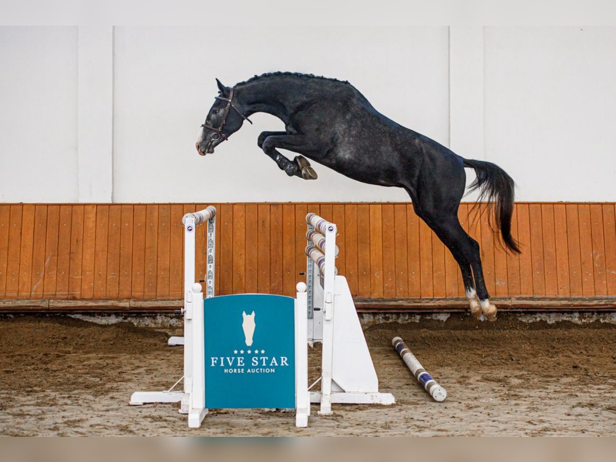 Hungarian Sport Horse Stallion 3 years 16,2 hh Gray in Debrecen