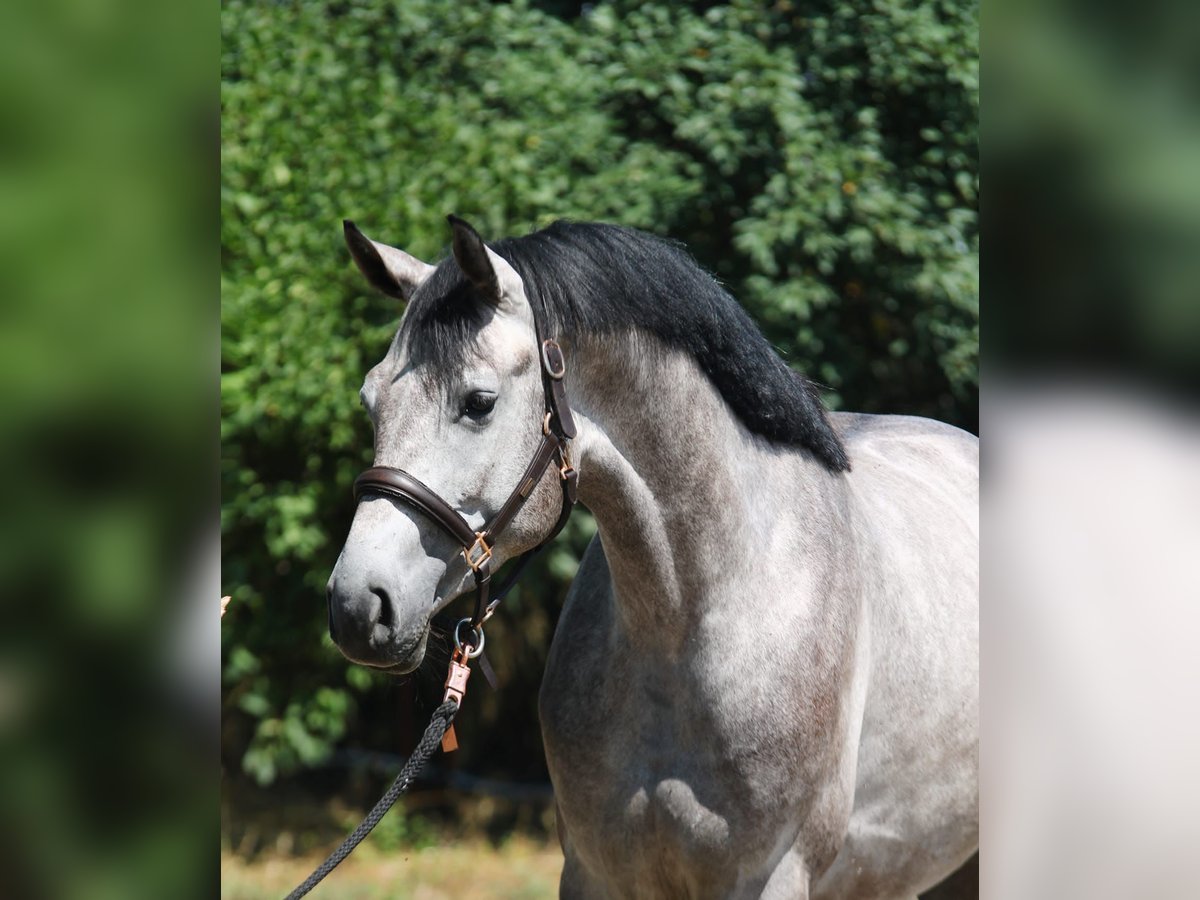 Hungarian Sport Horse Stallion 3 years 16,1 hh Gray in M&#xFC;nchen
