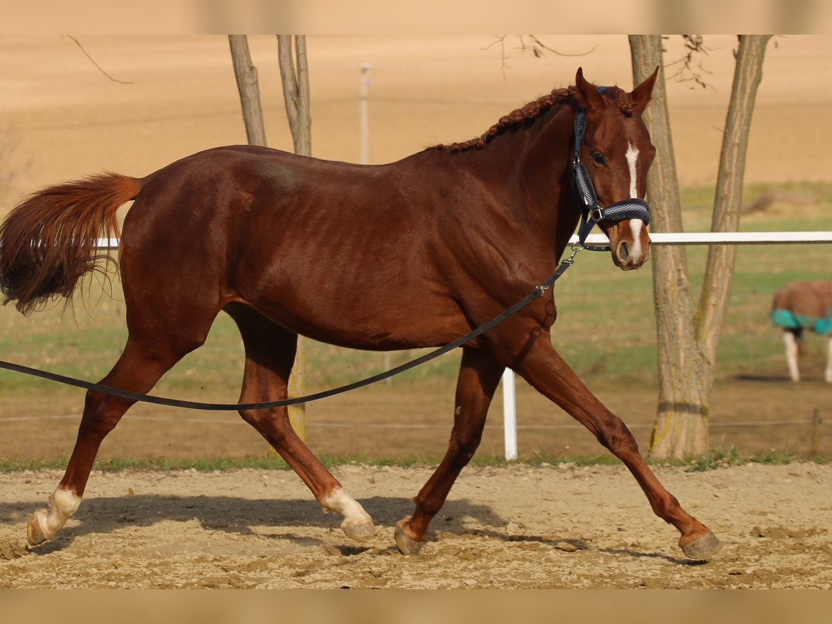 Hungarian Sport Horse Stallion 5 years 15,2 hh Chestnut in Bőny