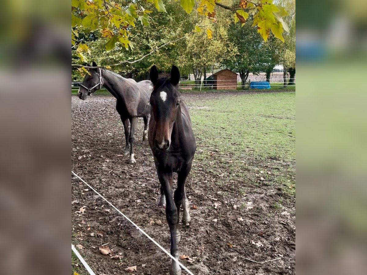 Hungarian Sport Horse Stallion Foal (05/2024) Bay-Dark in Mosonmagyaróvár