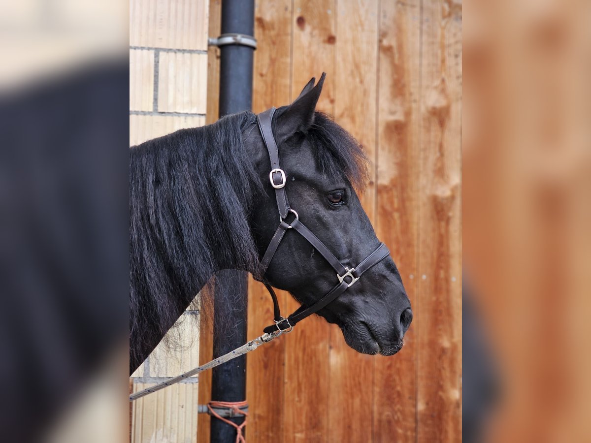 Húngaro Caballo castrado 10 años 153 cm Negro in Erlenbach im Simmental