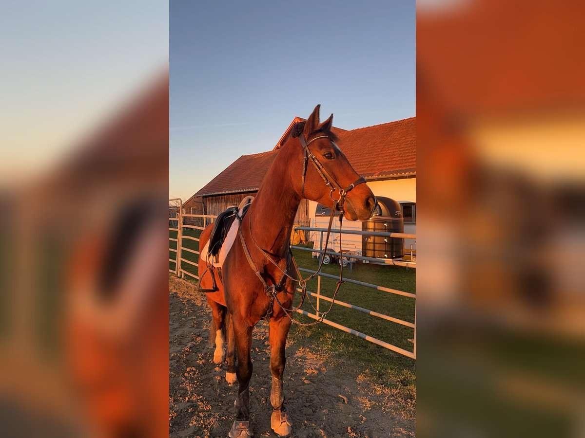 Húngaro Caballo castrado 10 años 160 cm Castaño in Argenb&#xFC;hl