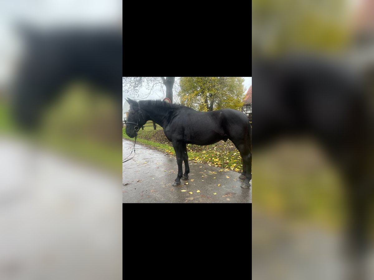 Húngaro Caballo castrado 10 años 165 cm Negro in Einbeck